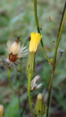 Picris hieracioides morrisonensis