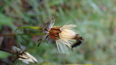 Picris hieracioides morrisonensis