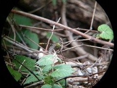 Erpetogomphus designatus