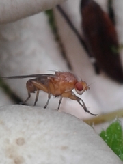 Suillia convergens