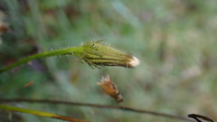 Picris hieracioides morrisonensis
