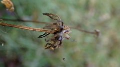 Picris hieracioides morrisonensis