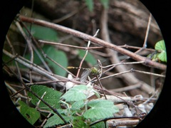 Erpetogomphus designatus