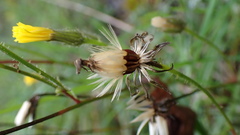 Picris hieracioides morrisonensis