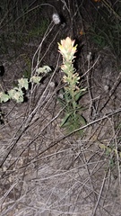 Castilleja purpurea