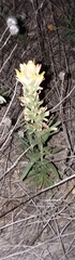 Castilleja purpurea