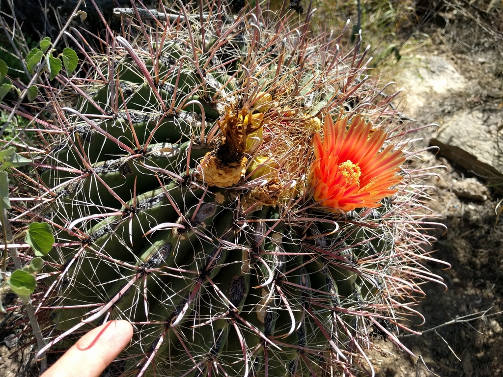 fishhook barrel cactus (Cactus of Metro Phoenix (April 2021