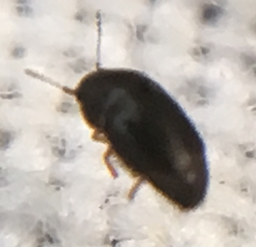 Ptiliidae