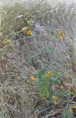 Simsia lagasceiformis