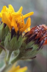 Simsia lagasceiformis