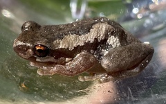 Litoria dentata
