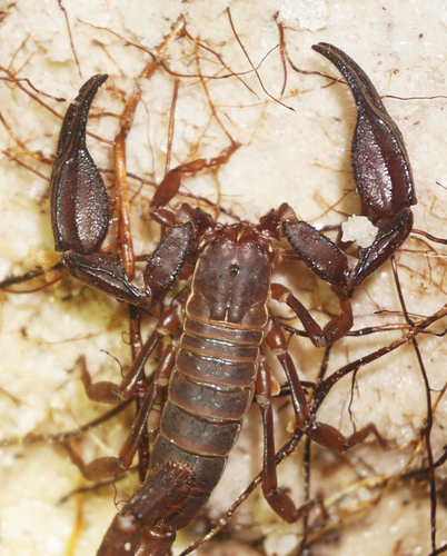 Diplocentrus taibeli