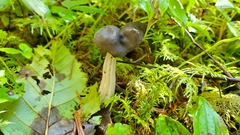 Helvella compressa