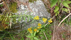 Pseudognaphalium hypoleucum