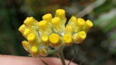 Pseudognaphalium hypoleucum