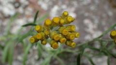 Pseudognaphalium hypoleucum