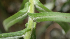Pseudognaphalium hypoleucum
