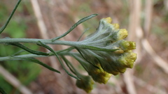 Pseudognaphalium hypoleucum