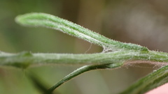 Pseudognaphalium hypoleucum