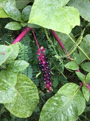 Phytolacca americana