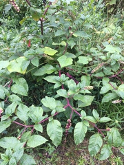 Phytolacca americana
