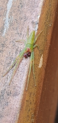Cetratus