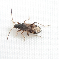 Ligyrocoris diffusus