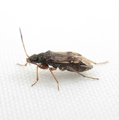 Ligyrocoris diffusus
