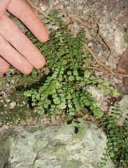 Asplenium dentatum