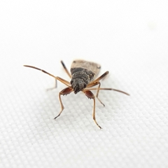 Ligyrocoris diffusus