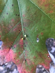 Zopheroteras hubbardi