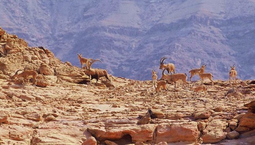 Nubian Ibex