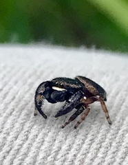 Simaethina
