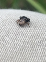 Simaethina