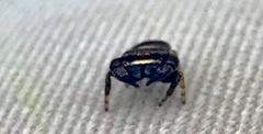 Simaethina