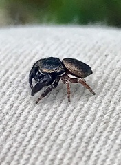 Simaethina