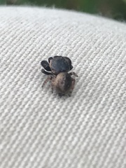 Simaethina