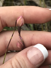 Thelymitra rubra