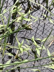 Eleocharis sphacelata