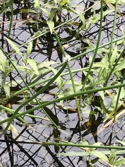 Eleocharis sphacelata