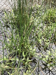 Eleocharis sphacelata