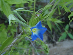 Ipomoea barbatisepala