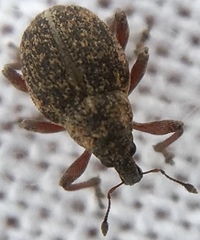 Rhinoncus inconspectus