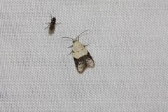 Tracholena sulfurosa