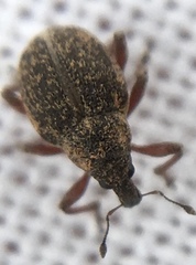 Rhinoncus inconspectus