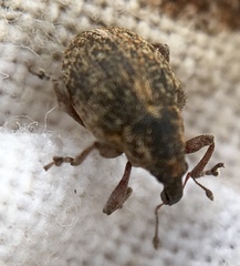 Rhinoncus inconspectus