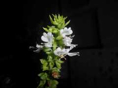 Ocimum basilicum