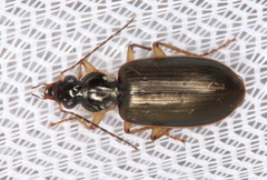 Notagonum