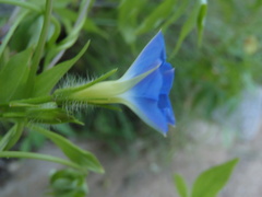 Ipomoea barbatisepala