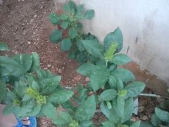 Ecbolium ligustrinum